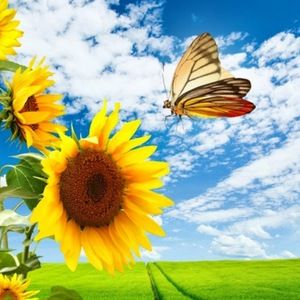 Meet your Posher, Morgana